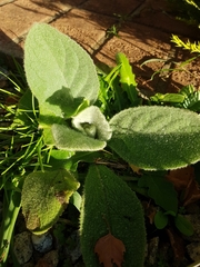Stachys byzantina