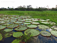 Victoria amazonica