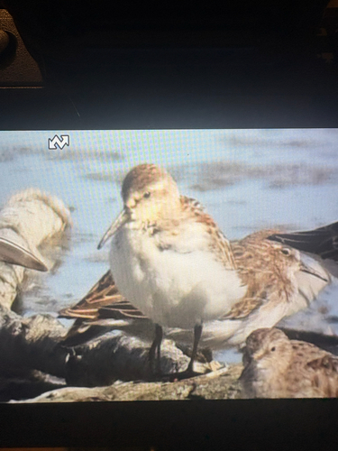 Dunlin