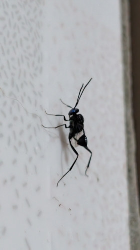 Blue-eyed Ensign Wasp