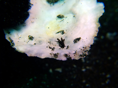 Aplysiopsis minor