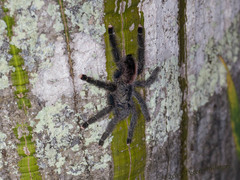 Avicularia juruensis