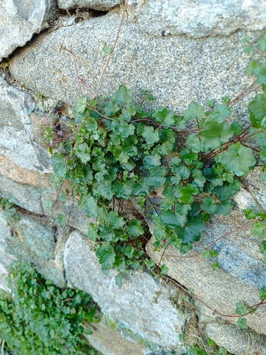 Ivy-leaved toadflax