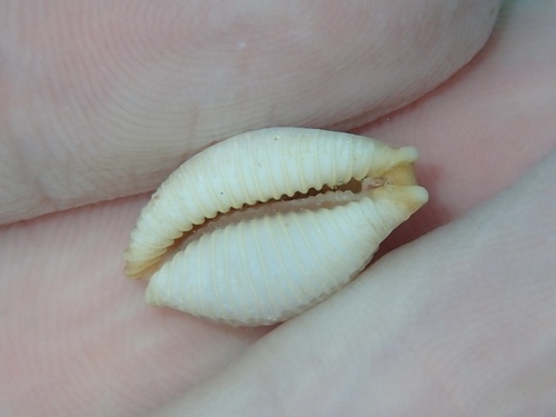 Cypraea staphylaea observed 2026-09-17