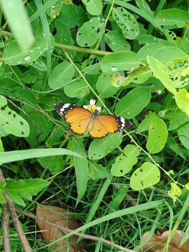 Plain Tiger Butterfly