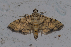 Lamprosema