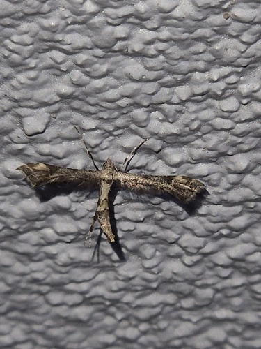 Platyptilia farfarellus, 2026-06-19
