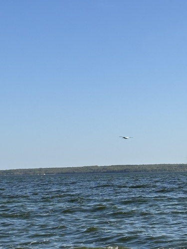 American White Pelican