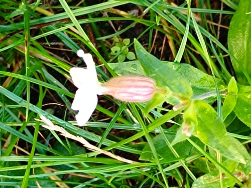 white campion