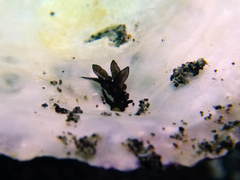 Aplysiopsis minor