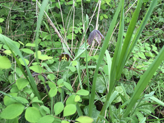 Fritillaria affinis affinis