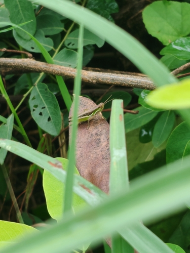 Spathosternum prasiniferum