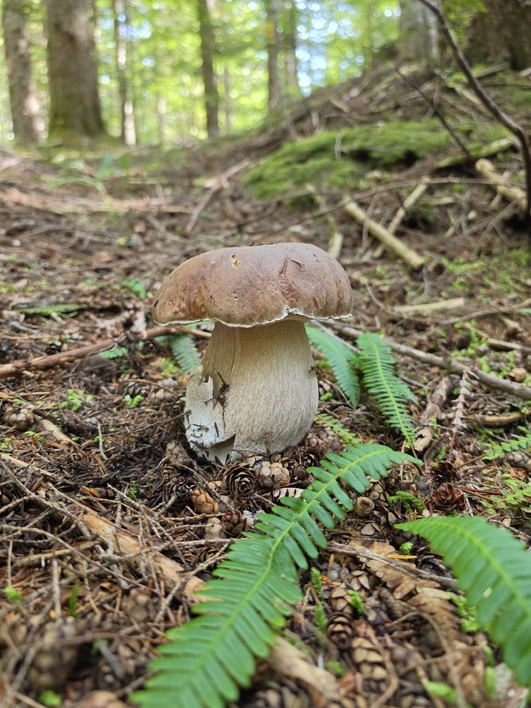 King Bolete · September 2026 · photo: Photo: (c) Vitaliy Maslyanchuk, some rights reserved (CC BY) · iNaturalist