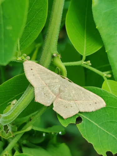 Traminda mundissima