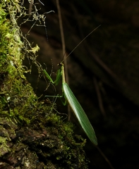 Chloromiopteryx