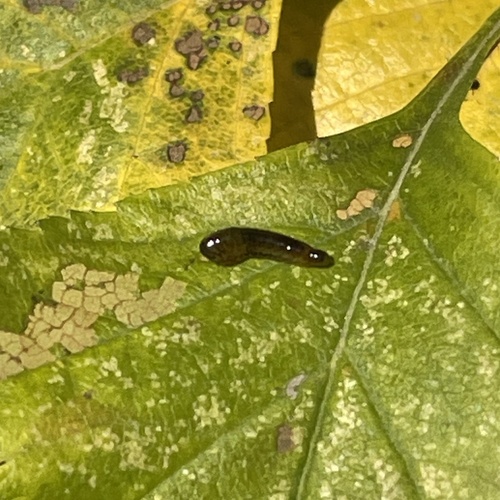Cherry Slug Sawfly