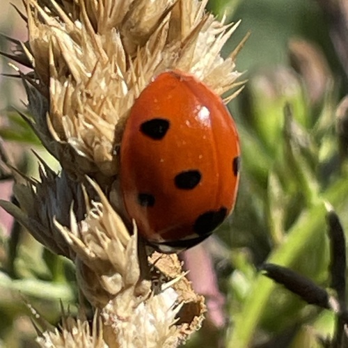 Seven-spotted Lady Beetle