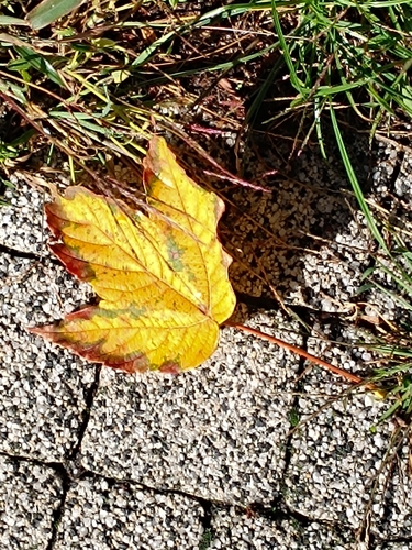 sycamore maple
