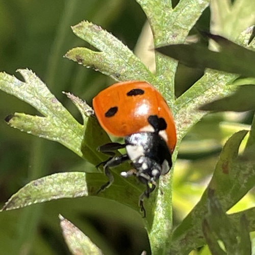 Seven-spotted Lady Beetle