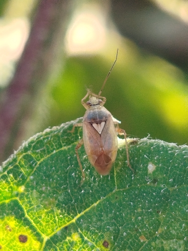 European Tarnished Plant Bug