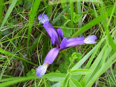 Iris graminea