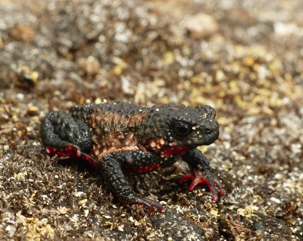 Maldonada redbelly toad (Melanophryniscus moreirae)