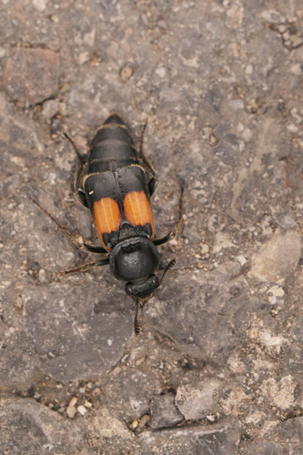 Ptomascopus plagiatus