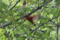 Cardinalis cardinalis cardinalis