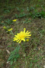 Hieracium lachenalii