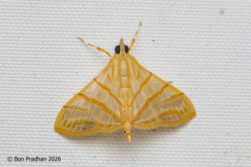 Pagyda salvalis