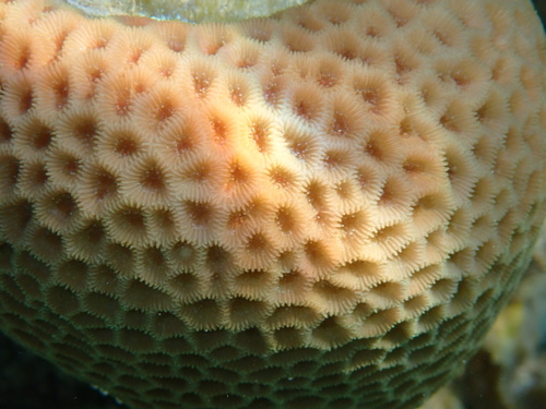 Goniastrea edwardsi observed 2026-09-17