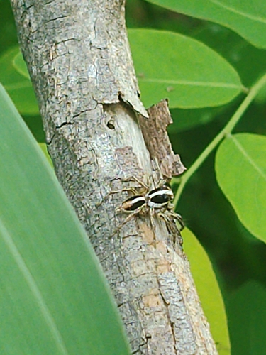 Pantropical Jumping Spider