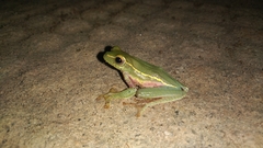 Rhacophorus lateralis