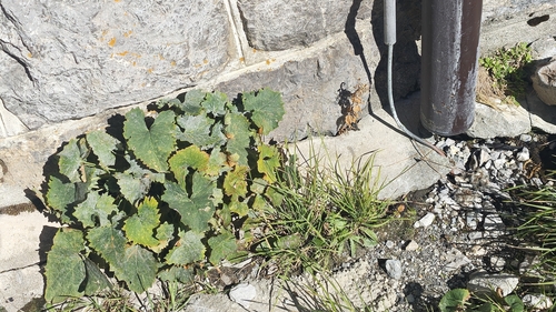 colt's-foot
