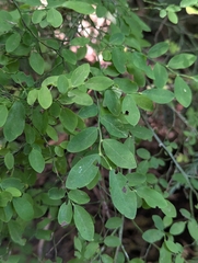 Vaccinium parvifolium, photograph (c) Rachel Stringham, some rights reserved (CC BY)