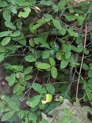 Vaccinium parvifolium, photograph (c) Rachel Stringham, some rights reserved (CC BY)