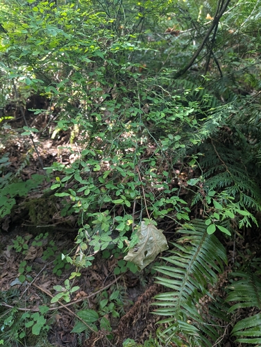 Vaccinium parvifolium, photograph 4