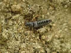 Oxytelinae