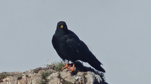 Pyrrhocorax graculus graculus