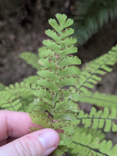 Adiantum aleuticum, photograph 6