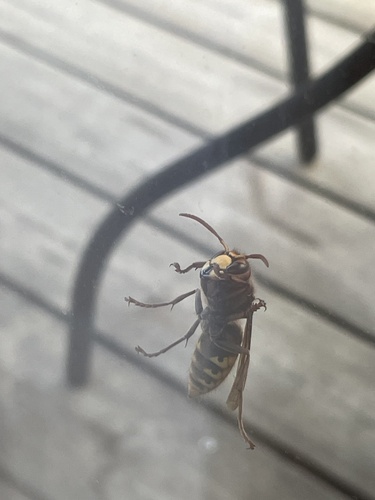 European Hornet