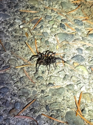 Pacific Foldingdoor Spider