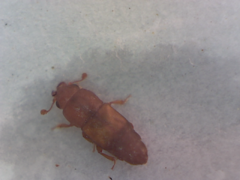 Coleoptera