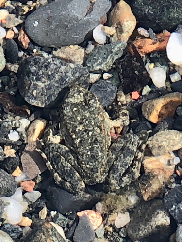 Foothill Yellow-legged Frog