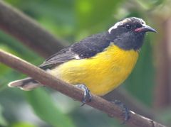 Coereba flaveola bartholemica
