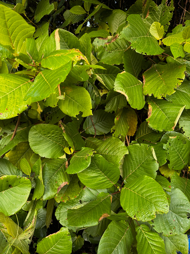 Guettarda speciosa observed 2026-09-22