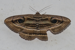 Spirama helicina