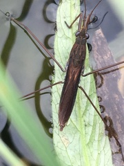 Limnoporus