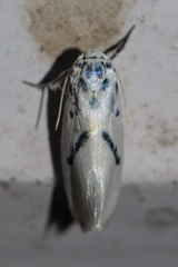 Comocritis cyanobactra