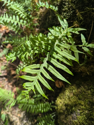 Polypodium glycyrrhiza, photograph 6